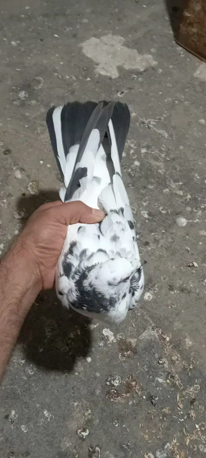 کبوتر ابلغ|پرنده|برازجان, |دیوار