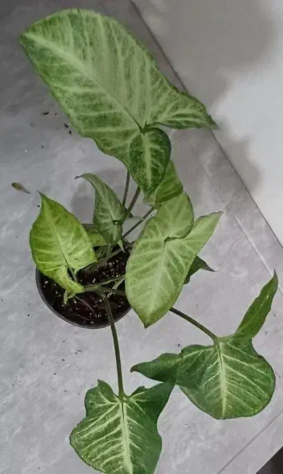 فروش انواع گل و کود های آپارتمانی|گل و گیاه طبیعی|خاش, |دیوار