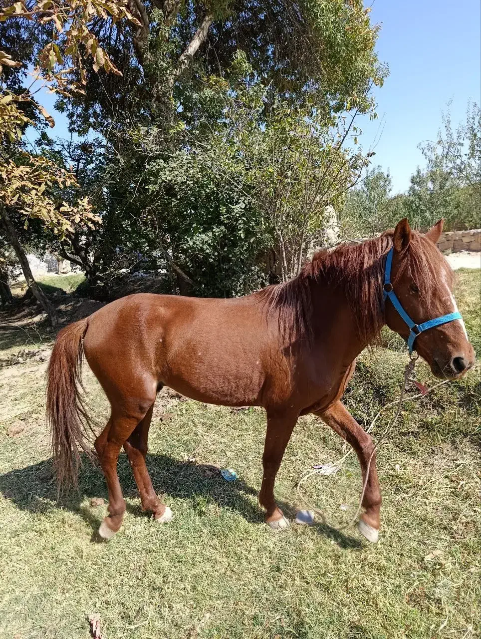 اسب کرد|اسب و تجهیزات اسبسواری|آذرشهر, |دیوار