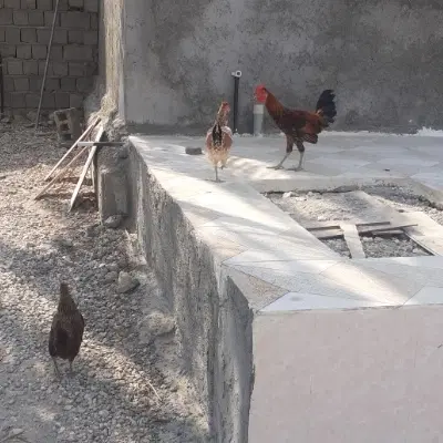 ۱۲۳۴|حیوانات مزرعه|مهران (هرمزگان), |دیوار