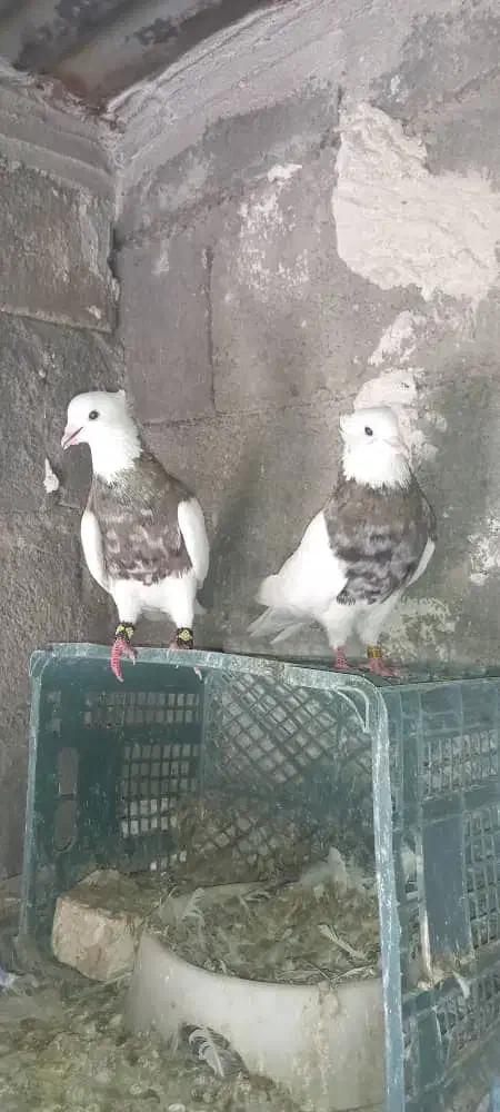 طوقی|پرنده|مسجد سلیمان, |دیوار