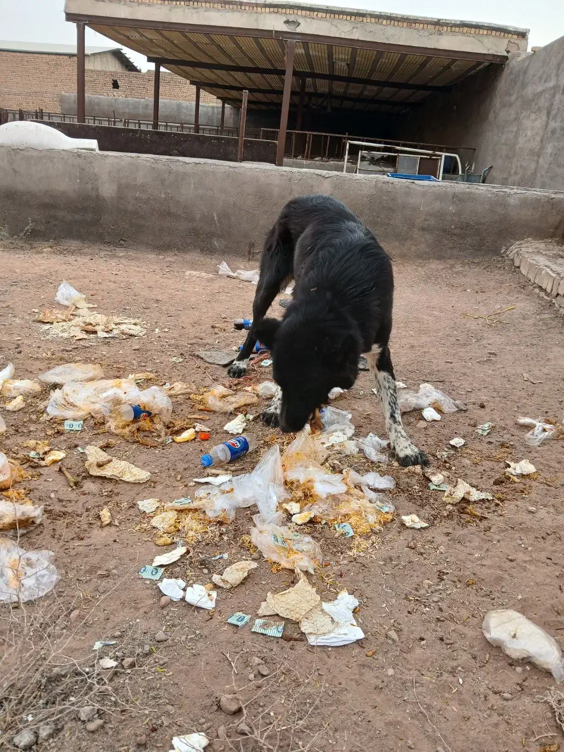 سگ نگهبان|سگ|قم, ولیعصر|دیوار