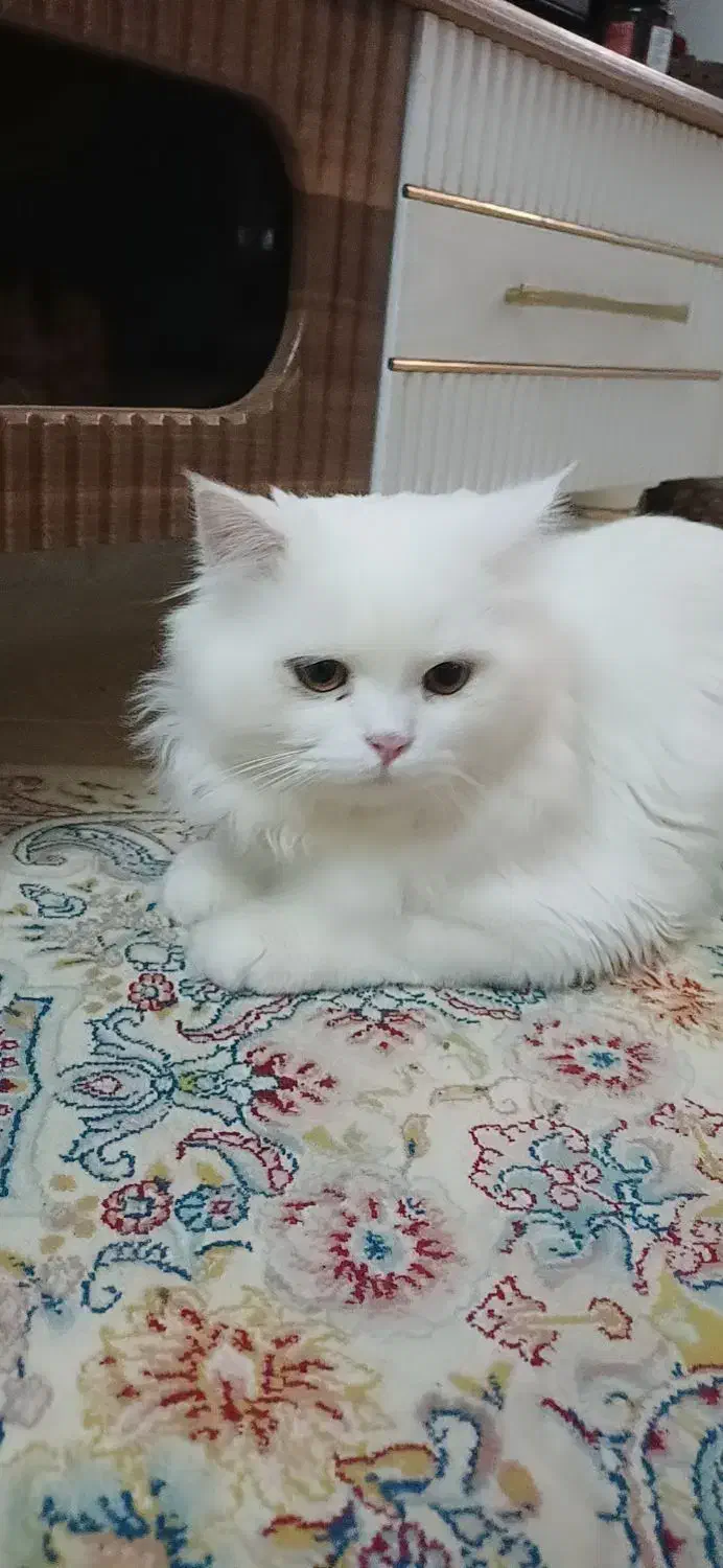 گربه پرشین نر یک سال و نیمه|گربه|تنکابن, |دیوار