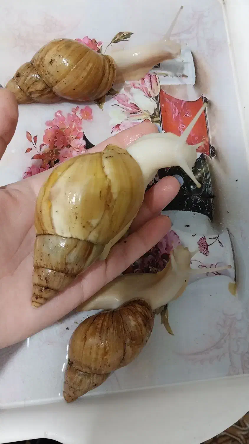 فروش حلزون|خزنده|قم, علی آباد سعدگان|دیوار