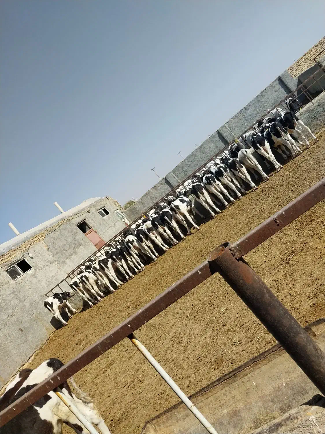 کوساله قطع شیر مناسب پروار|حیوانات مزرعه|اراک, |دیوار