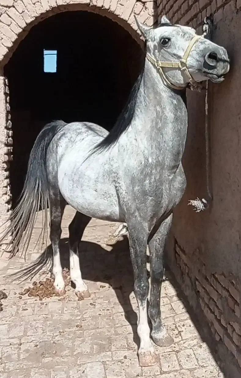 توضیح پایین|اسب و تجهیزات اسبسواری|سبزوار, ابارش|دیوار