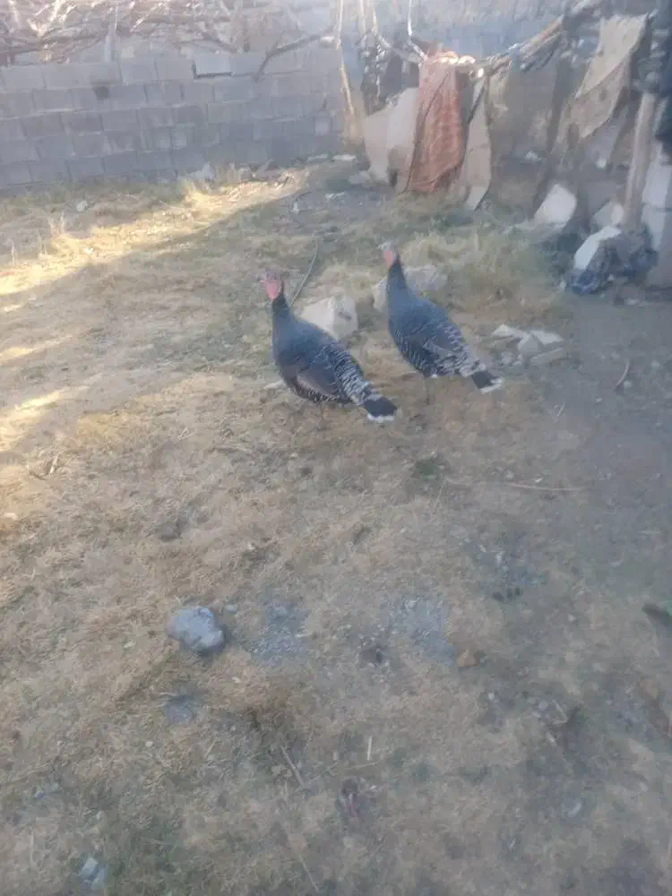 بوقلمون|حیوانات مزرعه|یاسوج, |دیوار