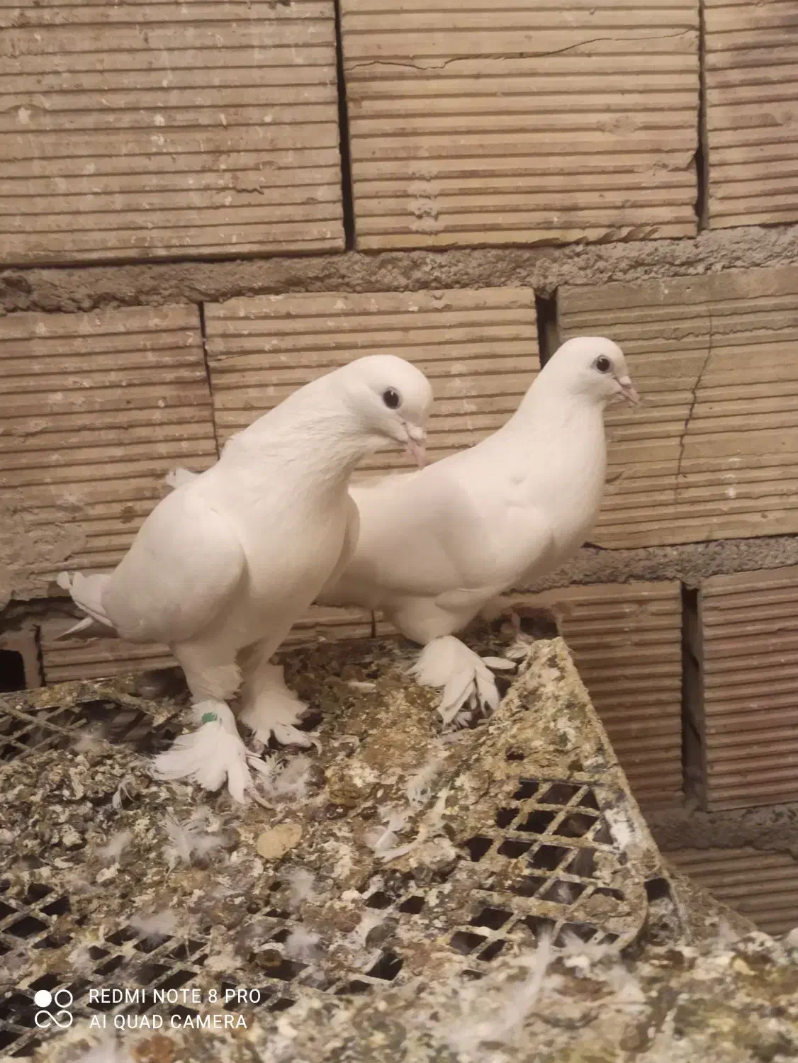 کبوتر|پرنده|تبریز, |دیوار