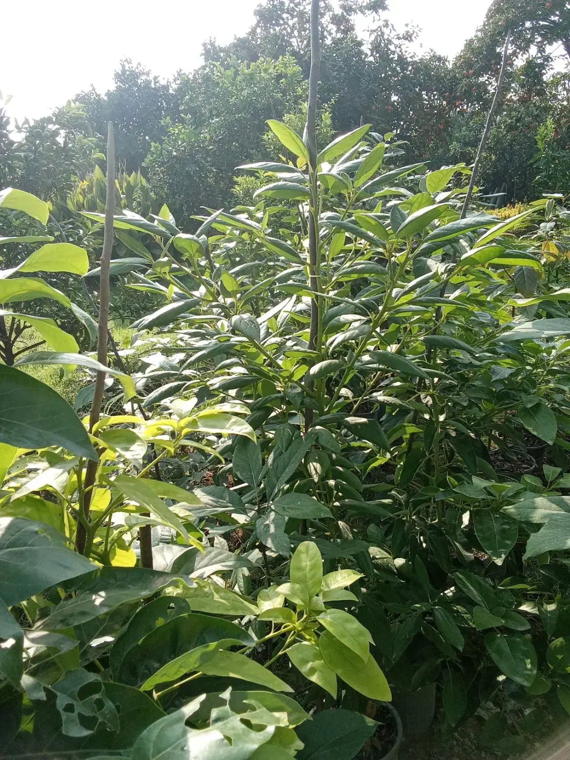 آواکادو و کامکوات|خدمات باغبانی و درختکاری|تنکابن, |دیوار