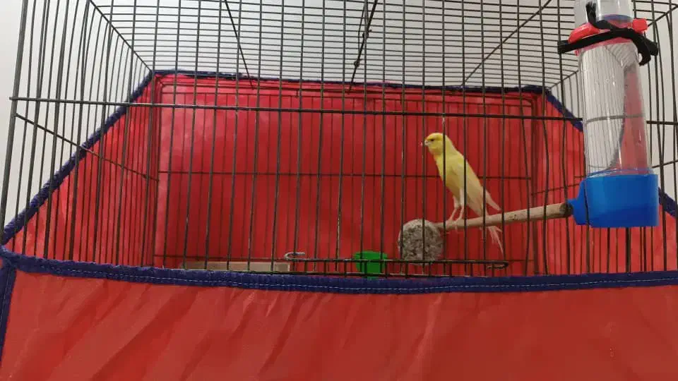 پرنده قناری|پرنده|ازنا, |دیوار