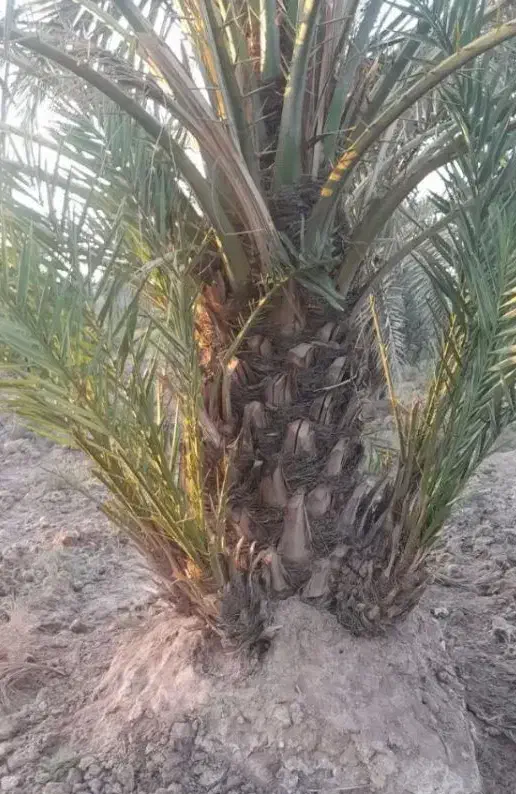 یزد|موبایل|یزد, |دیوار