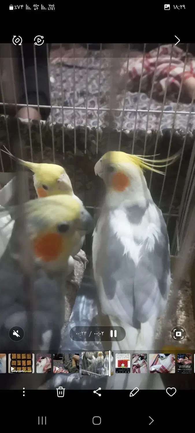 فروش عروس هلندی|پرنده|تهران, طیب|دیوار