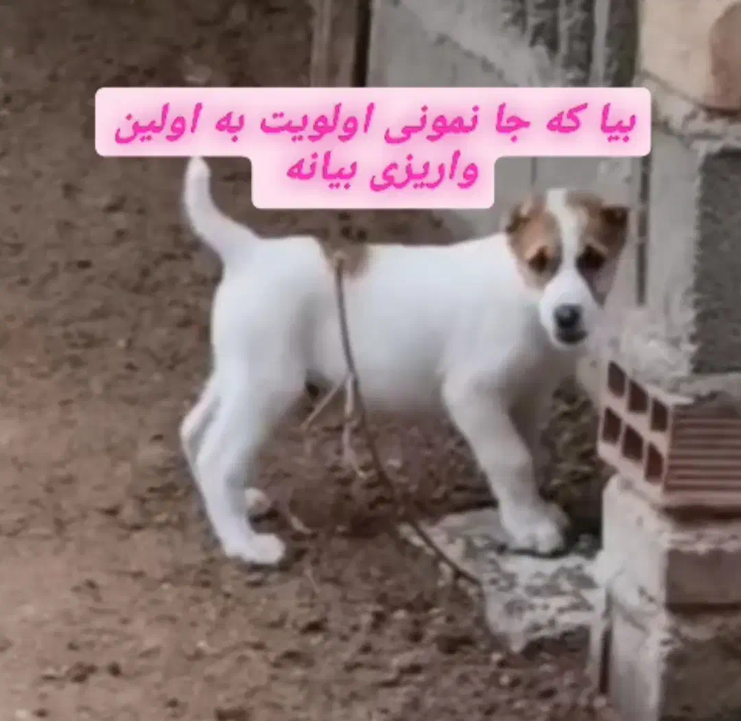 توله الابای،خراسانی|سگ|تهران, تهرانپارس غربی|دیوار