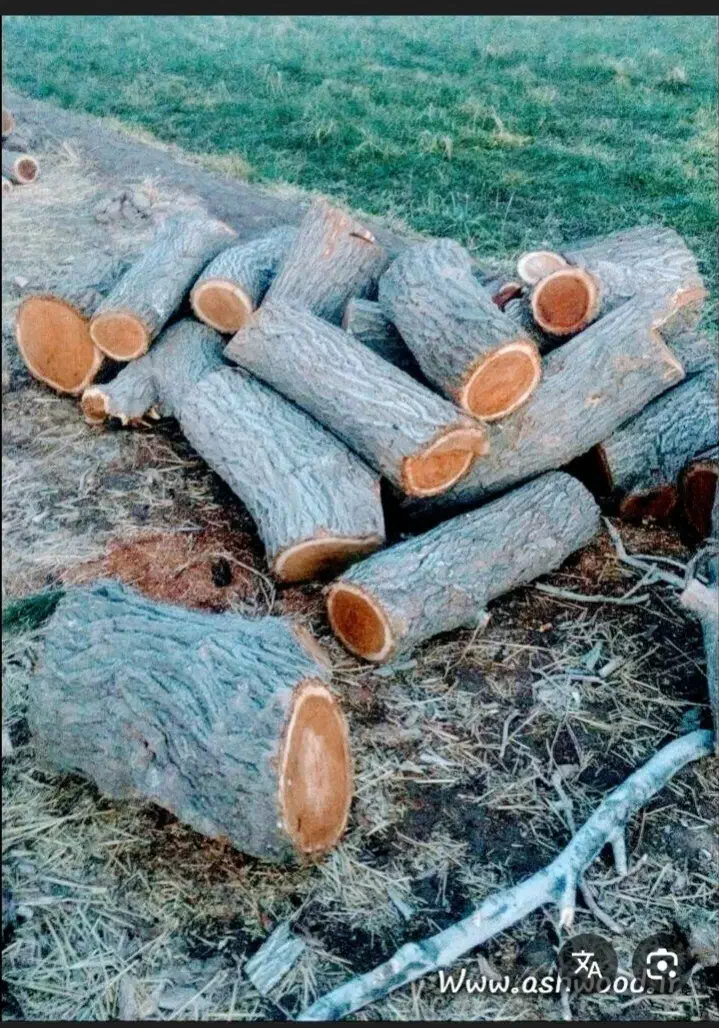 چوب توت|گل و گیاه طبیعی|زرند, |دیوار