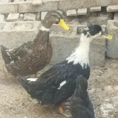 اردک|حیوانات مزرعه|برازجان, |دیوار