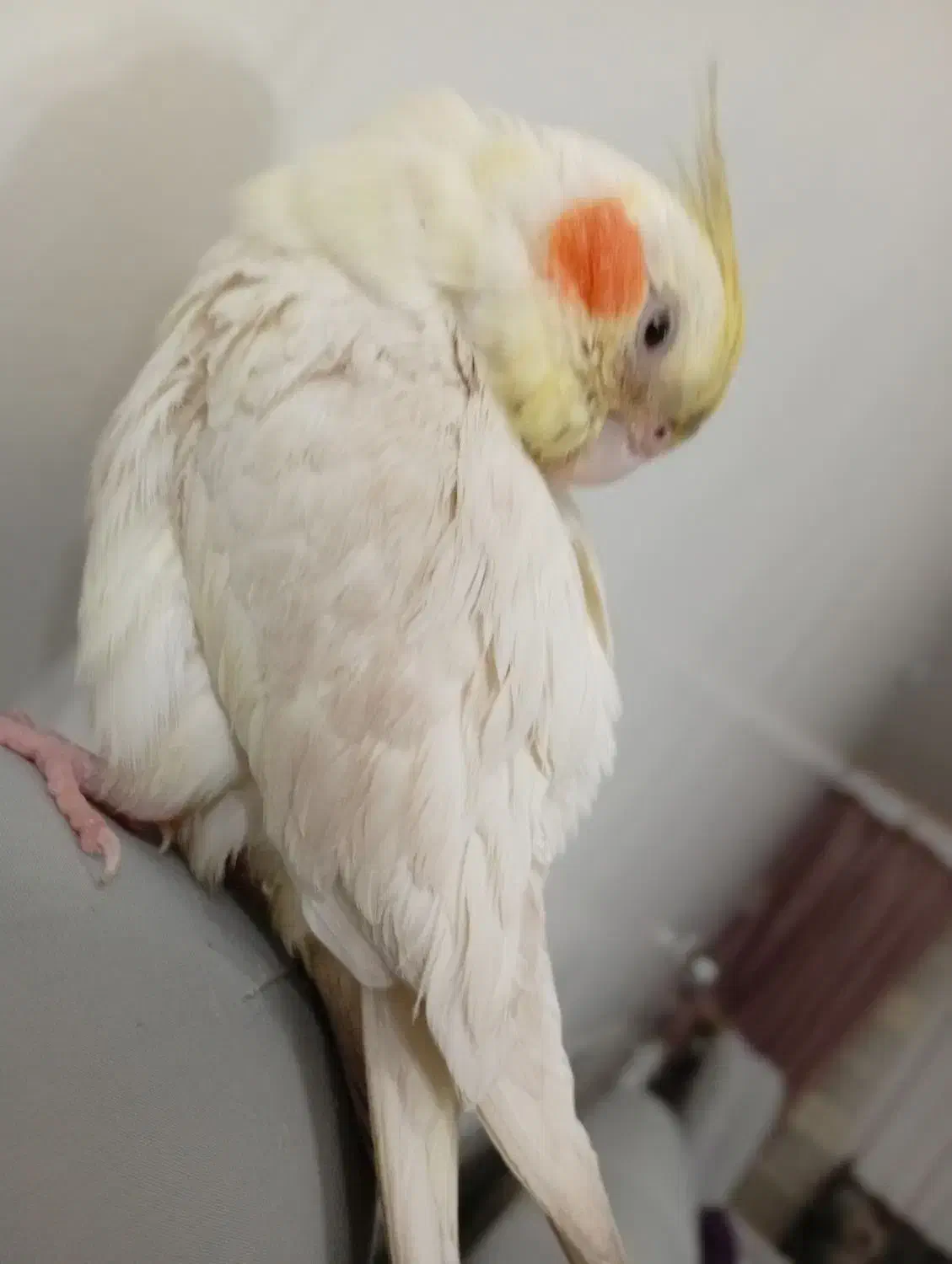 عروس هلندی|حیوانات|لنجان, |دیوار