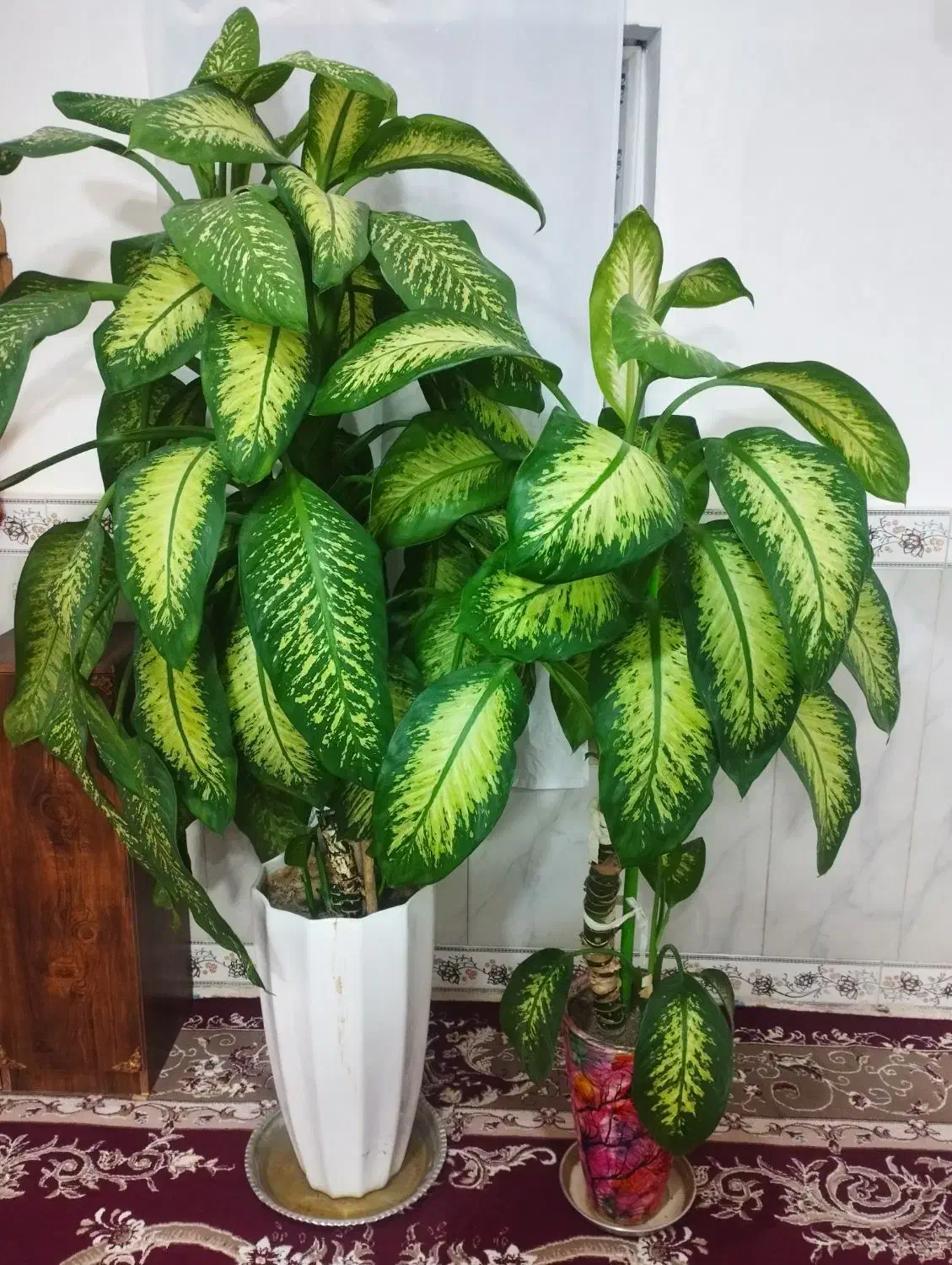 گل دیفن باخیا با گلدان|گل و گیاه طبیعی|سنقر, |دیوار