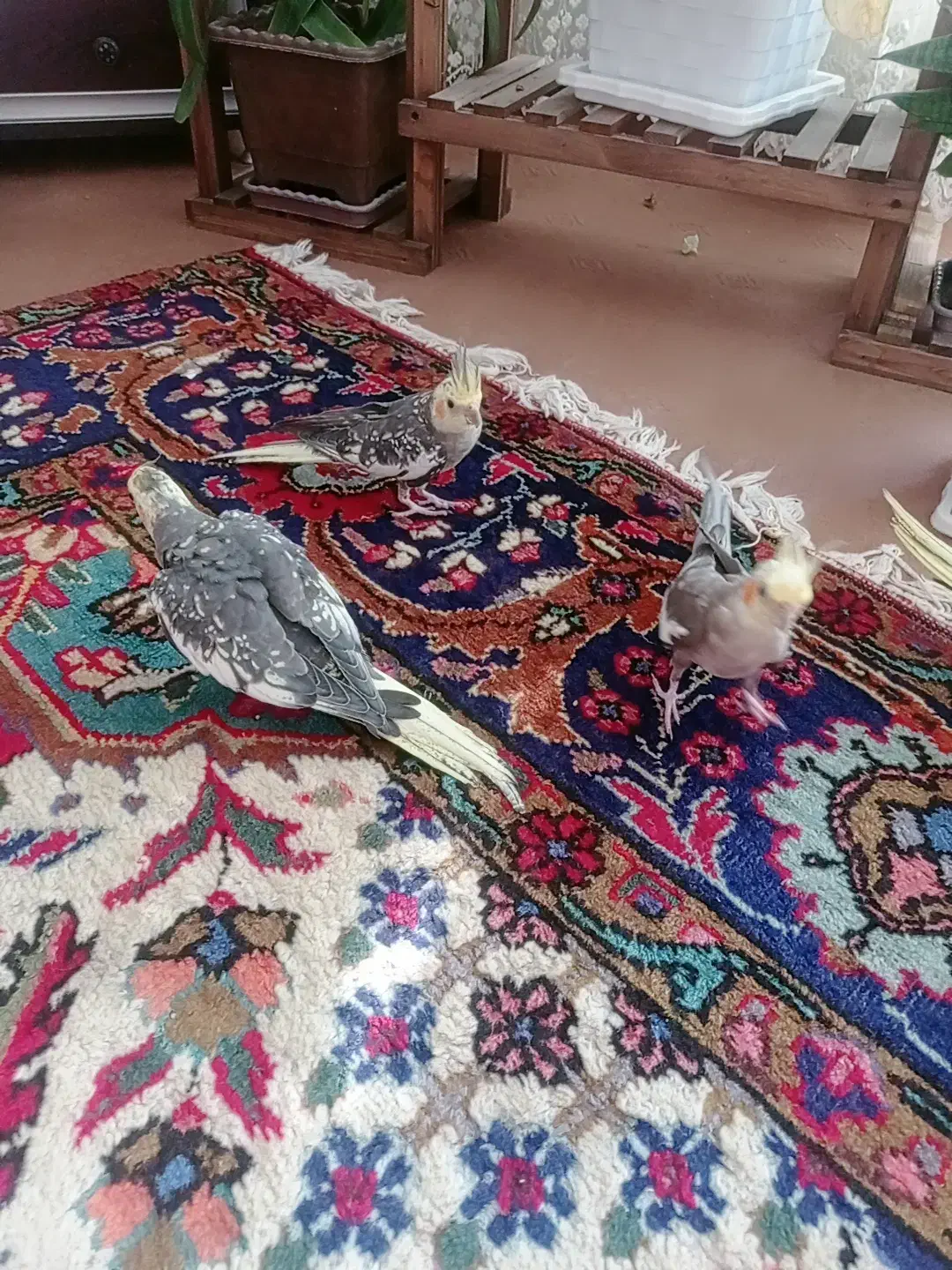 دو عدد عروس نرو ماده|پرنده|عجب شیر, |دیوار