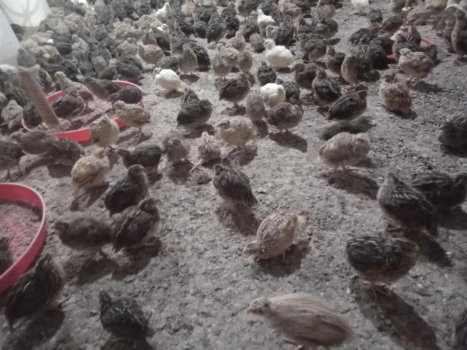 فروش  بلدرچین کشتار شده و تخم گذار ۶۰تومان|حیوانات مزرعه|اطاقور, |دیوار