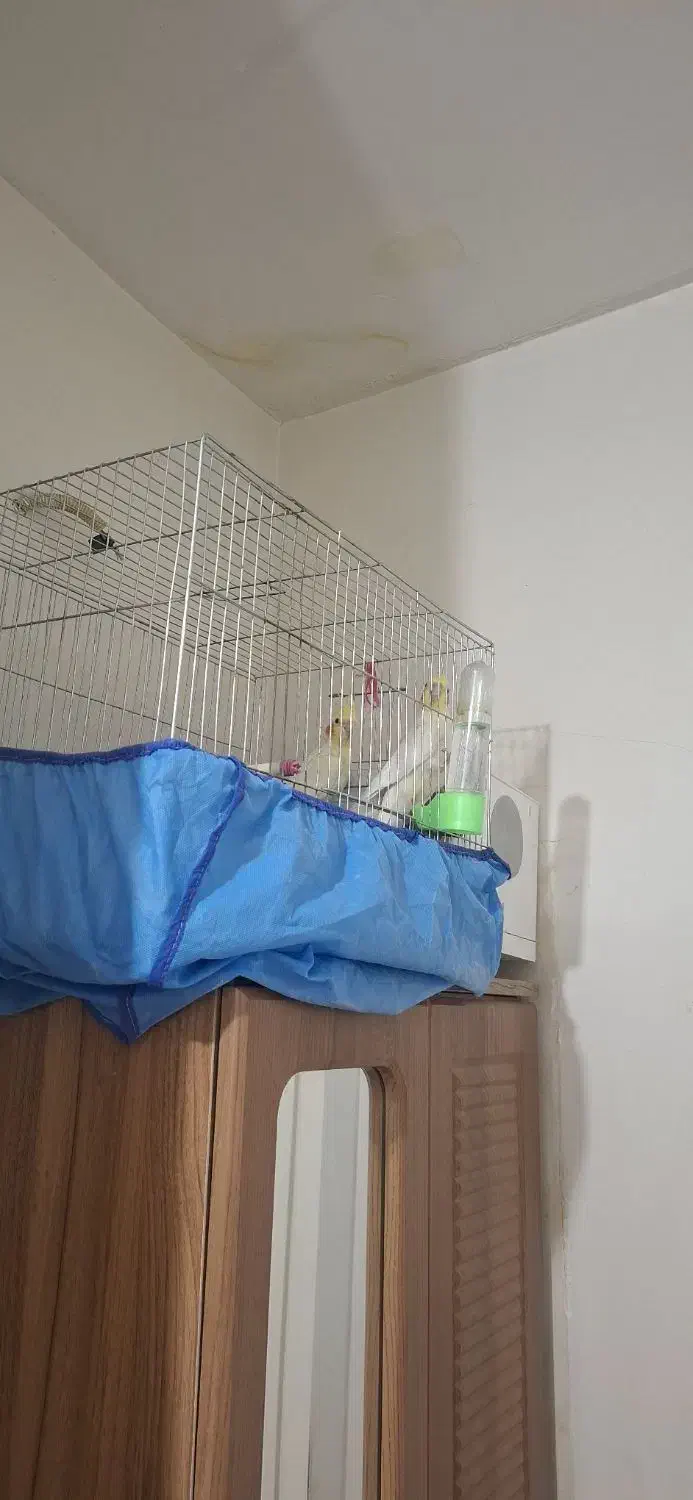 عروس با ۲جوجه سرلاکی|پرنده|ابهر, |دیوار