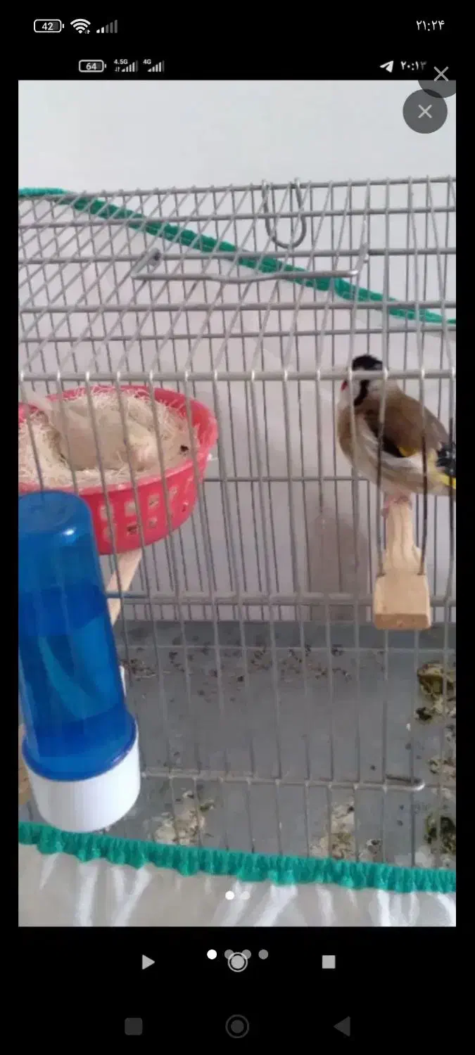 سهره|پرنده|سنندج, |دیوار