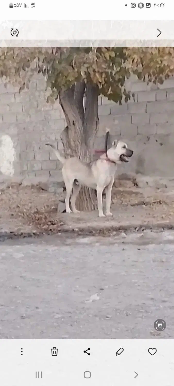 واگذاری سگ سرابی نر|سگ|اهر, |دیوار