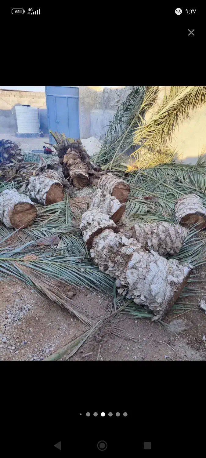 قطع نخل رایگان|خدمات باغبانی و درختکاری|جاسک, |دیوار