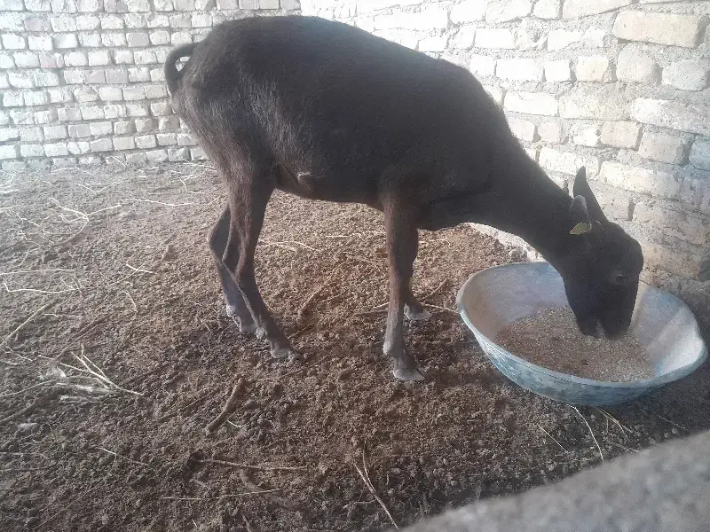 بز مورسیا|حیوانات مزرعه|انار, |دیوار