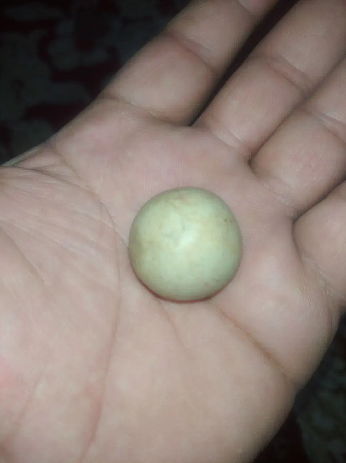 شهاب سنگ و فسیل و سنگ الماس یاهمون آسیاب|کلکسیون اشیاء عتیقه|شیراز, درکی|دیوار