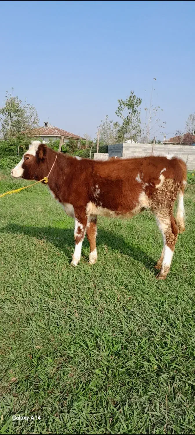 گوساله ماده سیمینتال لیشه گاو|حیوانات مزرعه|رشت, کوی مهر|دیوار