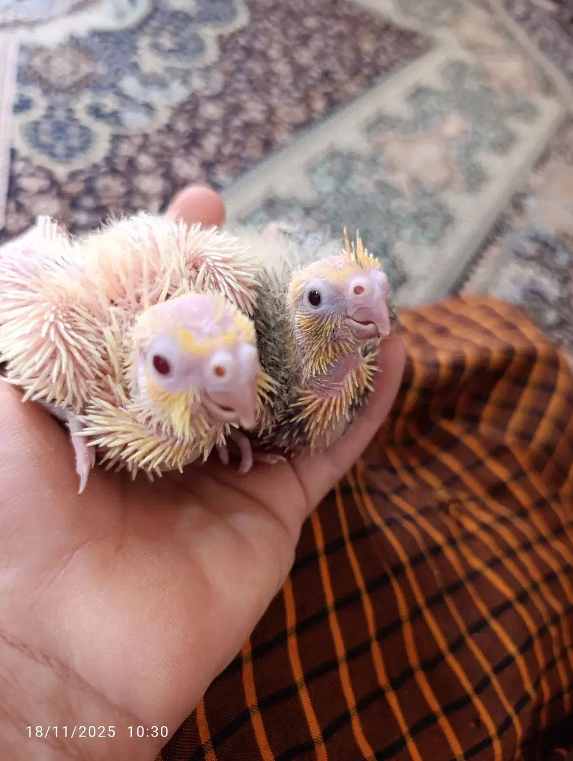 جفت عروس هلندی بالغ دوباره جوجه کشید|پرنده|ایرانشهر, |دیوار