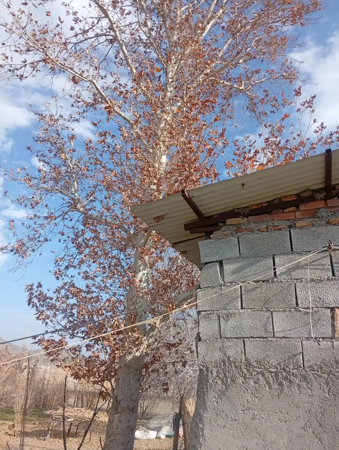 چوب چنار|گل و گیاه طبیعی|جیرفت, |دیوار