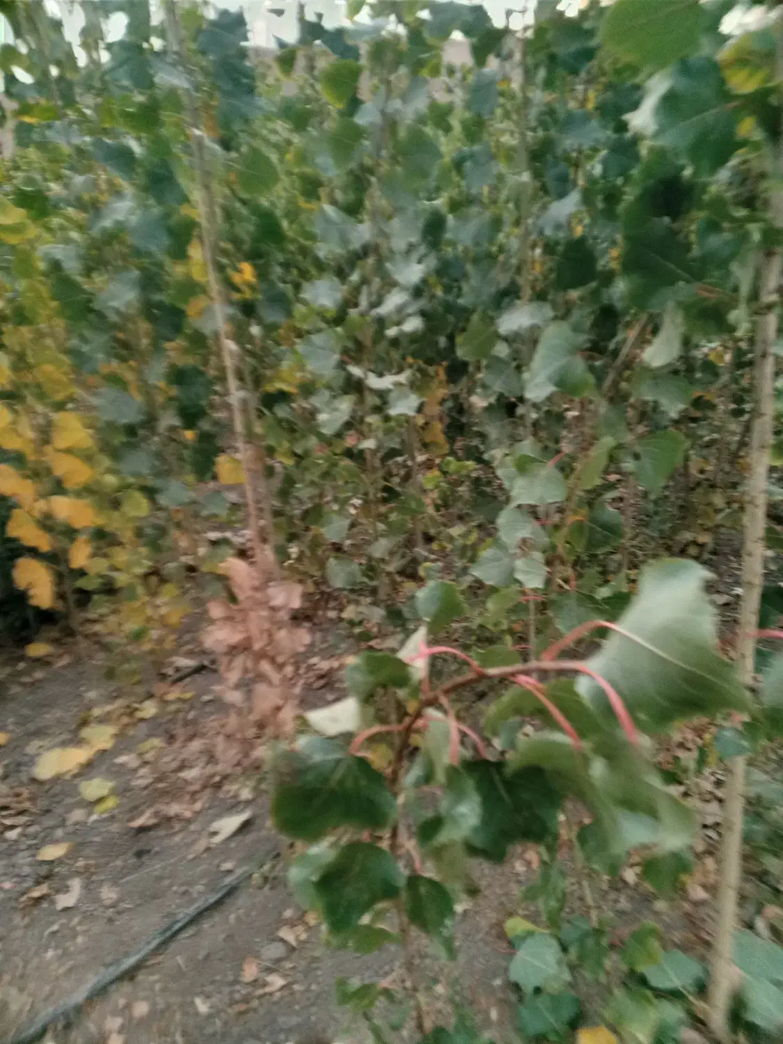 نهال صنوبر نیگرا ترکیه ارسال به تمام نقاط کشور|خدمات باغبانی و درختکاری|فیروزآباد (آذربایجان), |دیوار