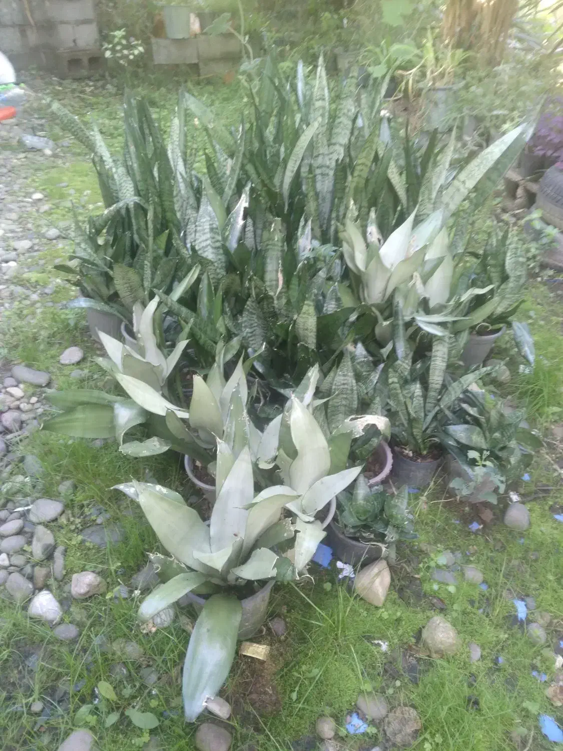 گلهای زیبای من|گل و گیاه طبیعی|سنگر, |دیوار