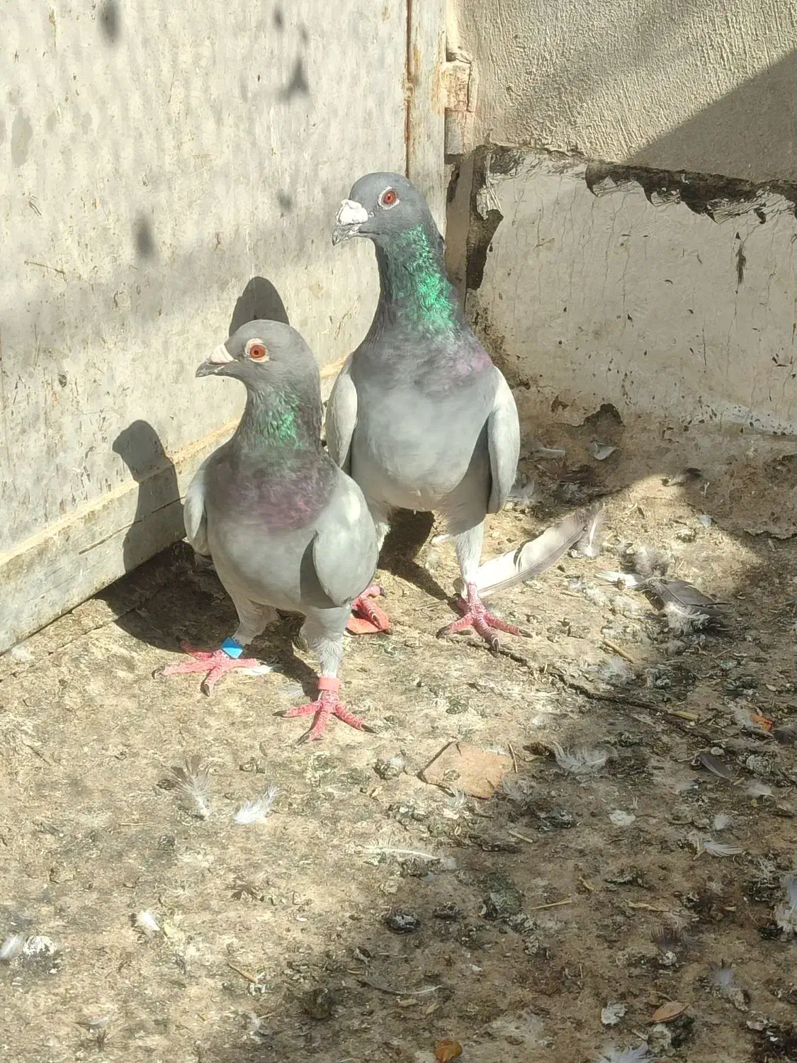 کفتر جفتی|پرنده|شیراز, کرونی(خاتونک)|دیوار