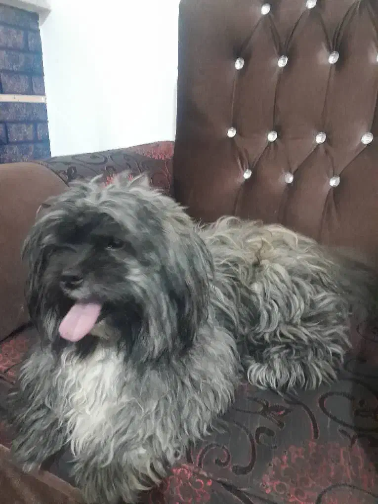 سگ شیتسو کراس|سگ|ارومیه, |دیوار