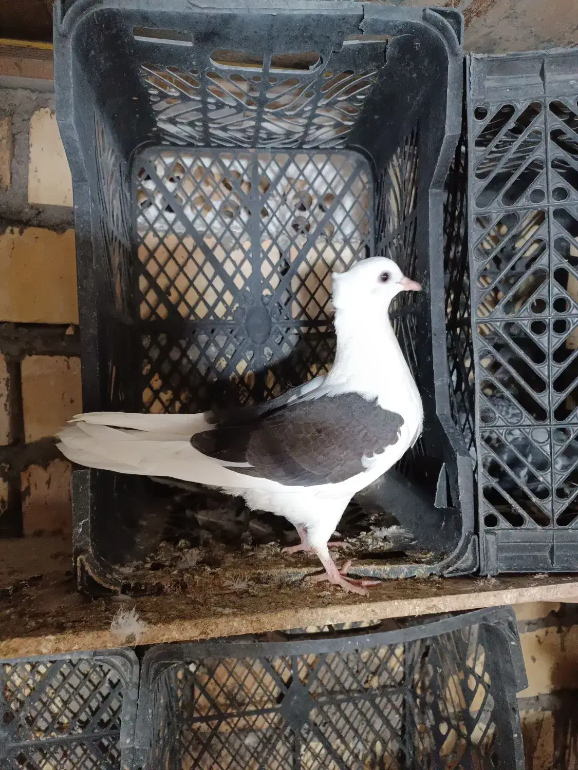 دوکت|پرنده|آبادان, |دیوار