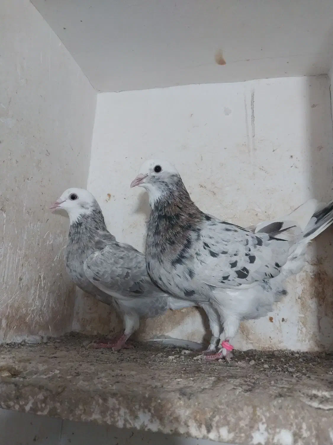 کبوتر|پرنده|مینودشت, |دیوار