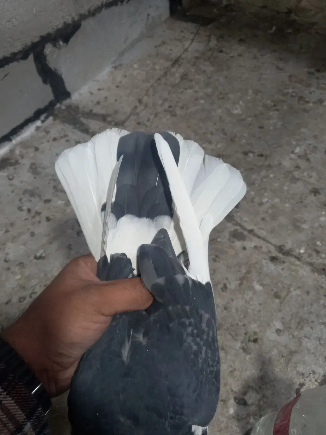 کبوتر|پرنده|زنجان, |دیوار