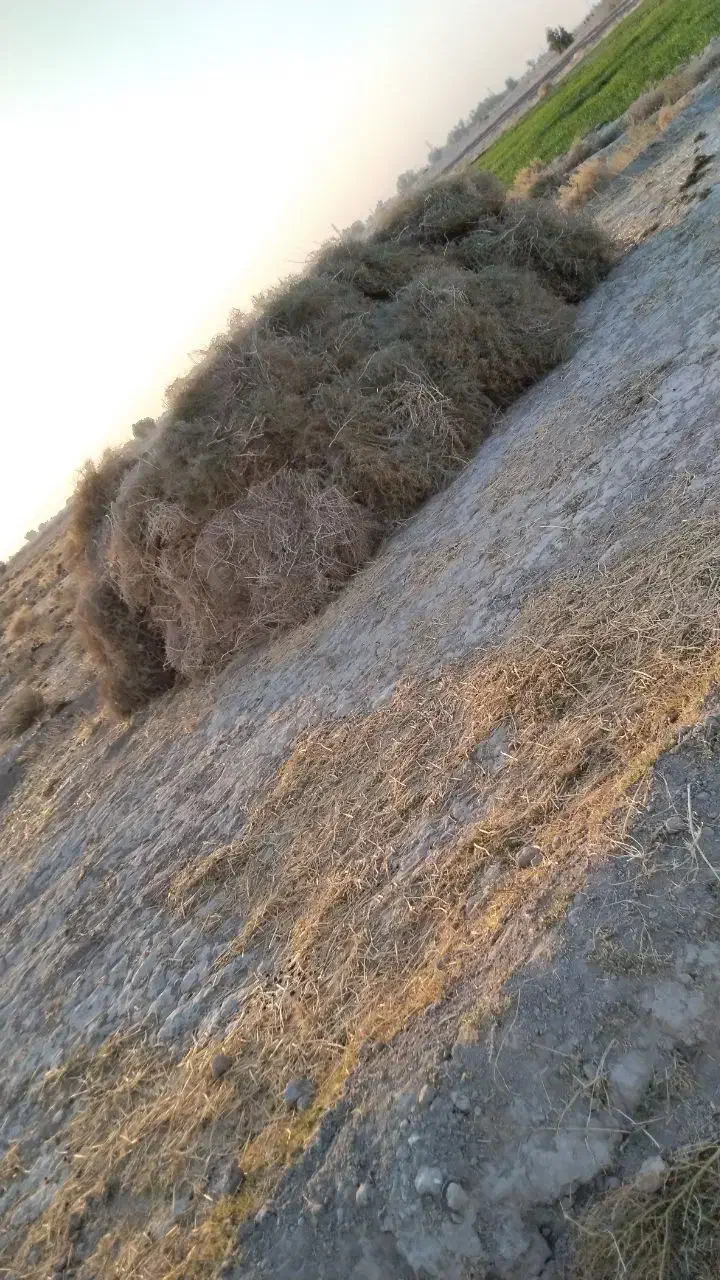 خار فروشی|حیوانات مزرعه|جزنیک, |دیوار