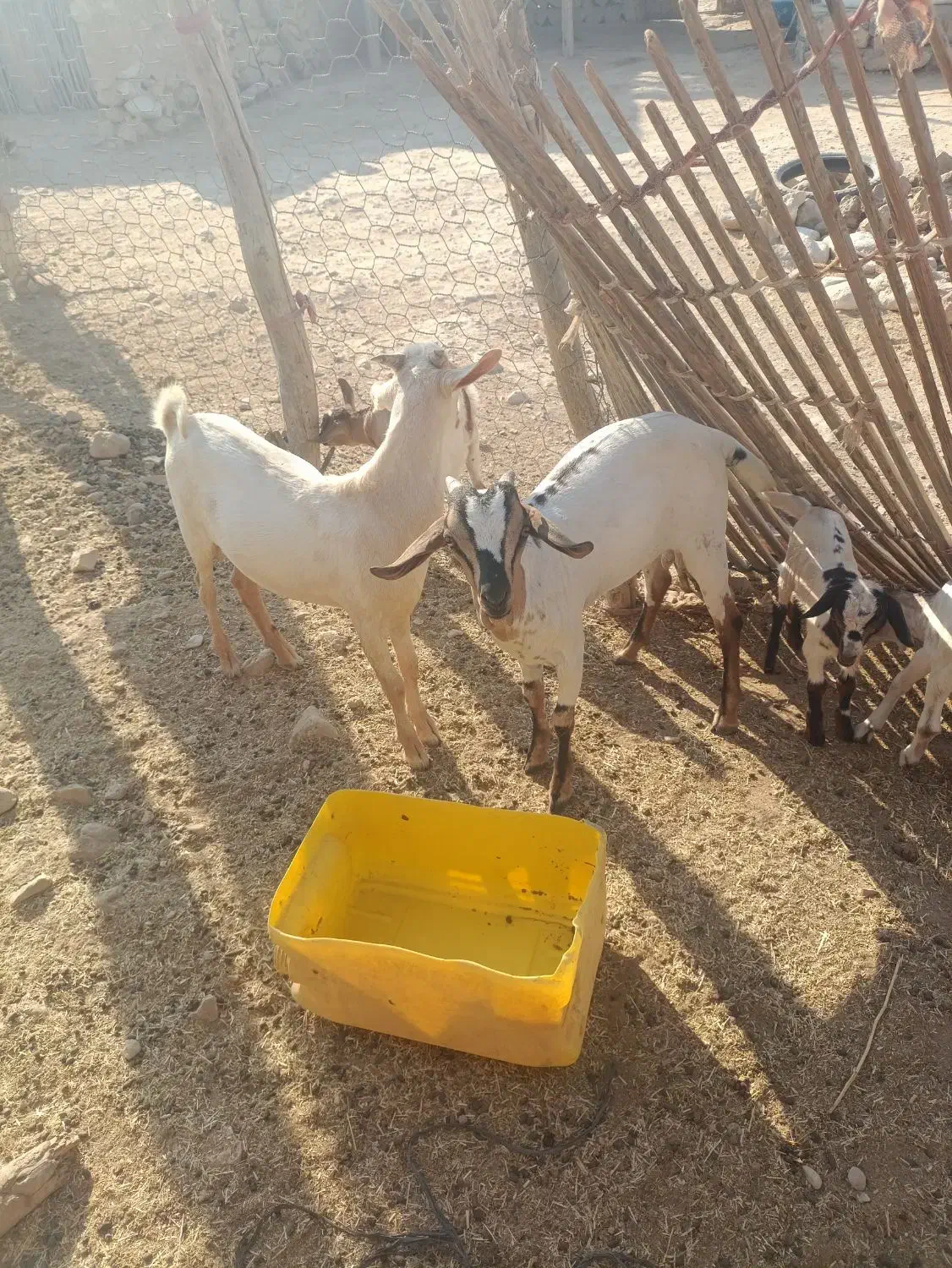 کهره به فروش می رسد|حیوانات مزرعه|مهران (هرمزگان), |دیوار