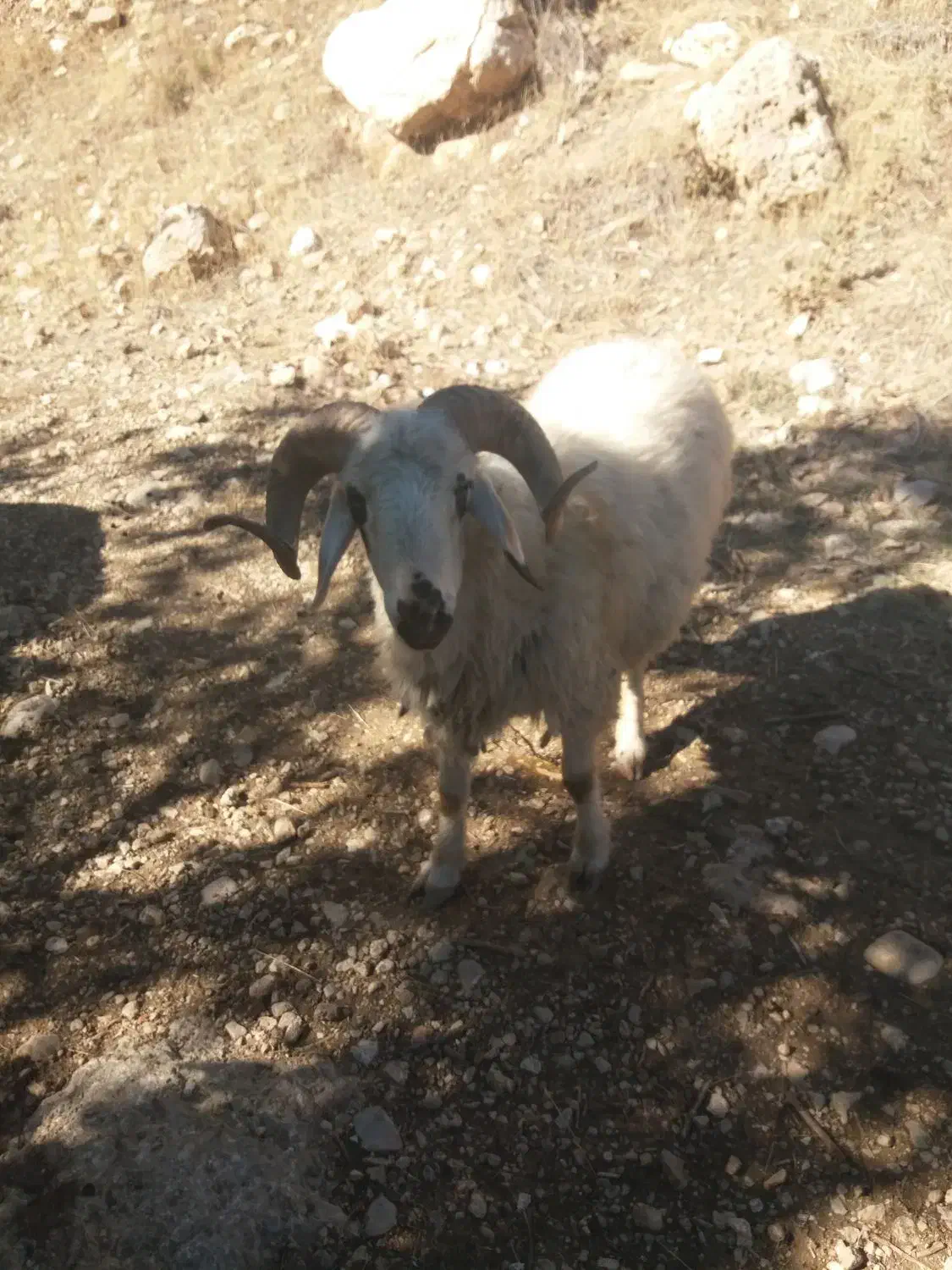 قوچ|حیوانات مزرعه|ثلاث باباجانی, |دیوار