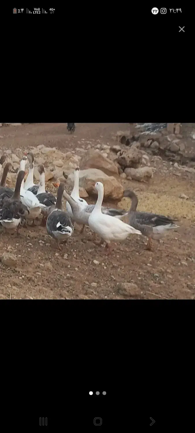 فروش ۹ عدد غاز چاق|حیوانات مزرعه|خاوه, |دیوار