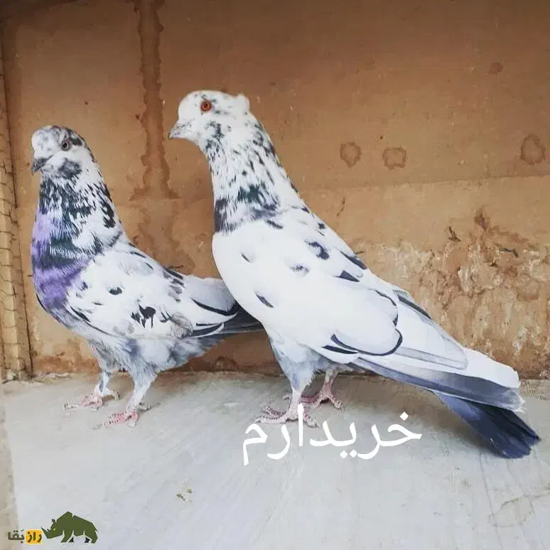 کبوتر سوسکی بالارو|پرنده|سیب و سوران, |دیوار