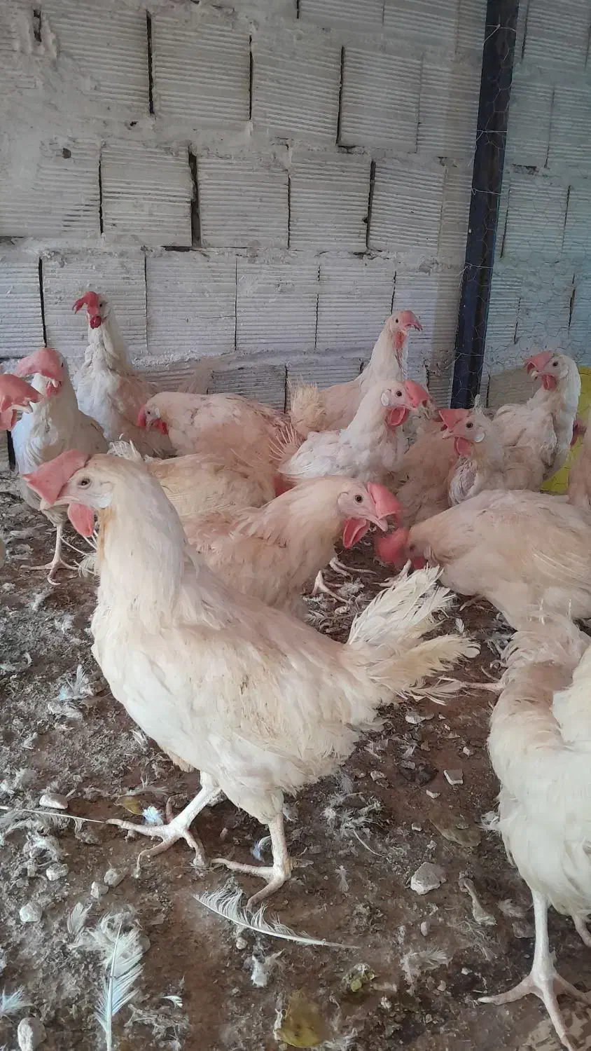 مرغ سفیداول ماه|حیوانات مزرعه|قم, بیانی|دیوار