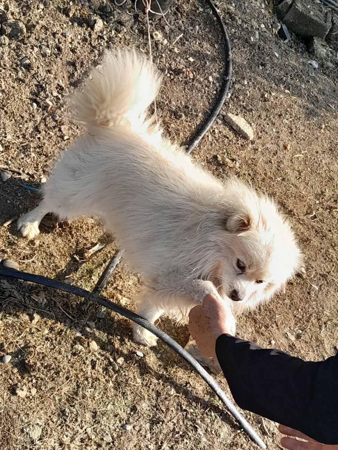 سگ پاکوتاه پامرانیان|سگ|قائم‌شهر, |دیوار