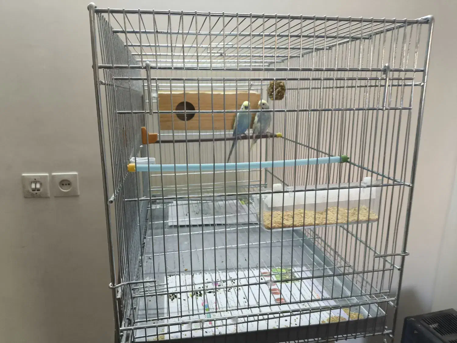 مرغ عشق همراه قفس|پرنده|لنجان, |دیوار