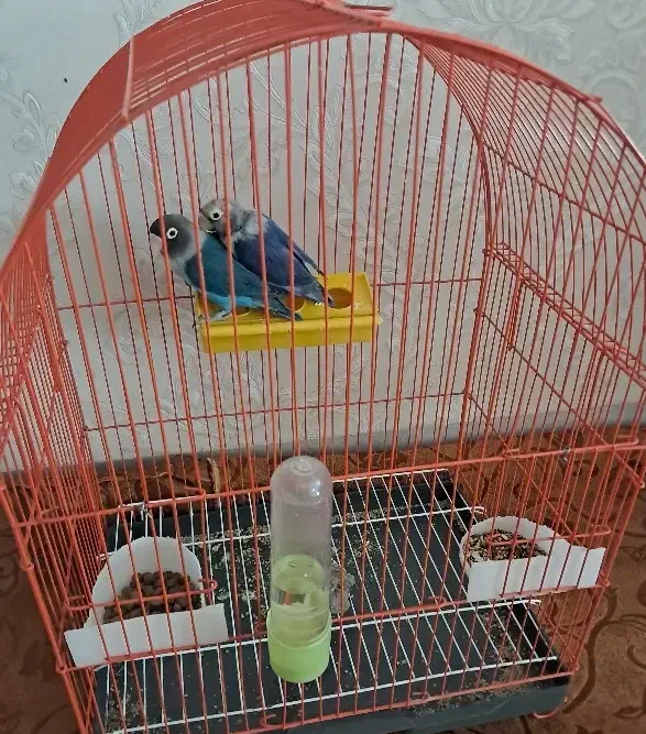 فروشی|پرنده|خوی, |دیوار