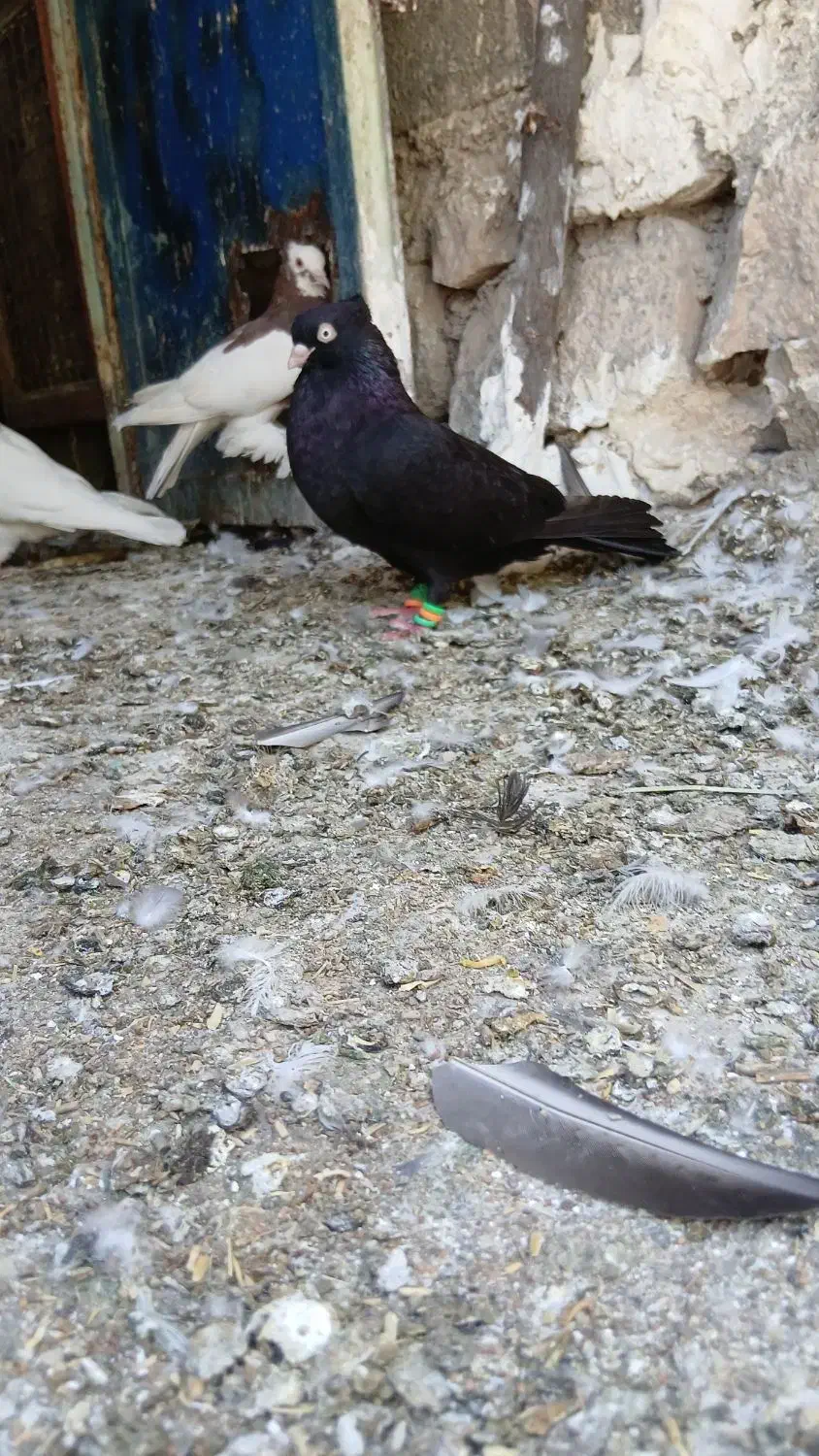 پرنده|پرنده|ارم, |دیوار