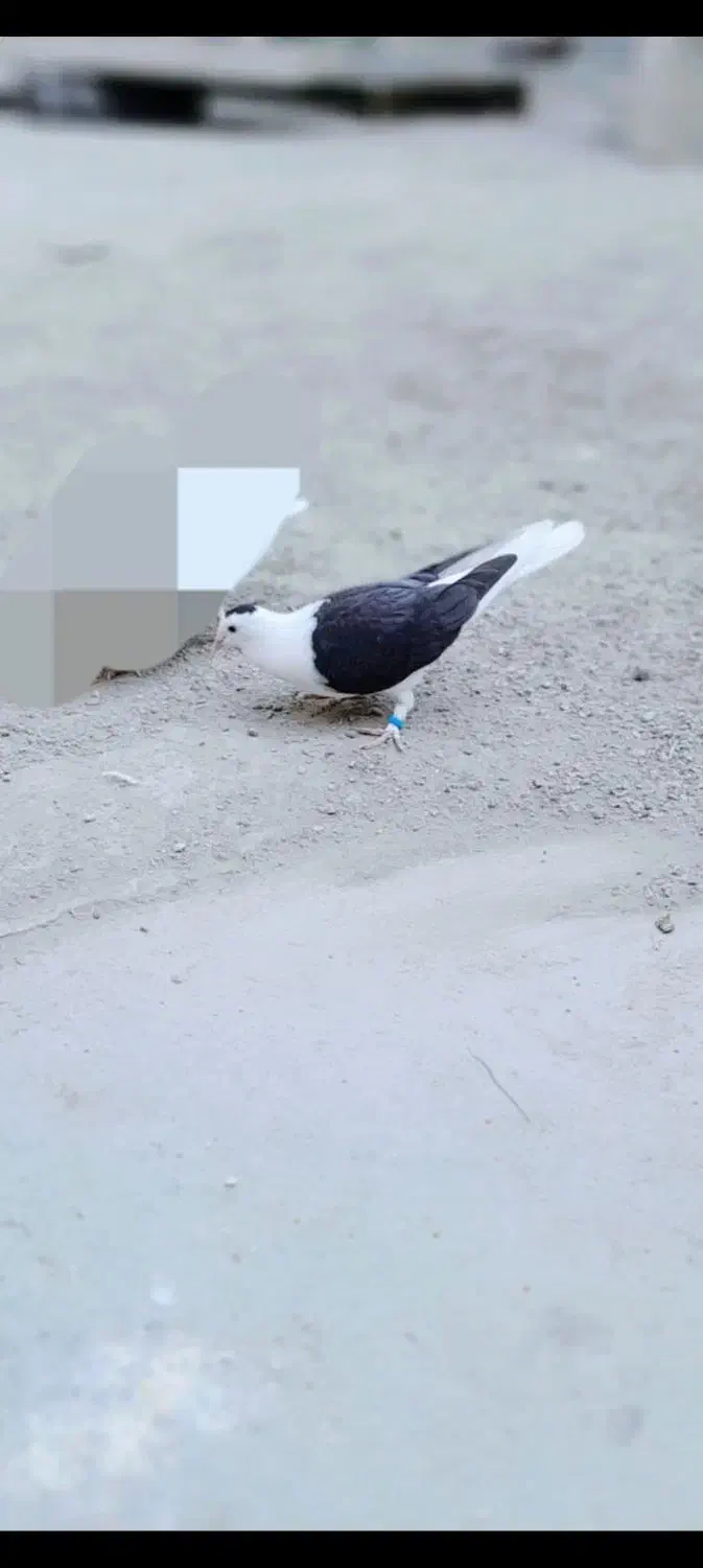 کفتر ماده|پرنده|چهارباغ, |دیوار